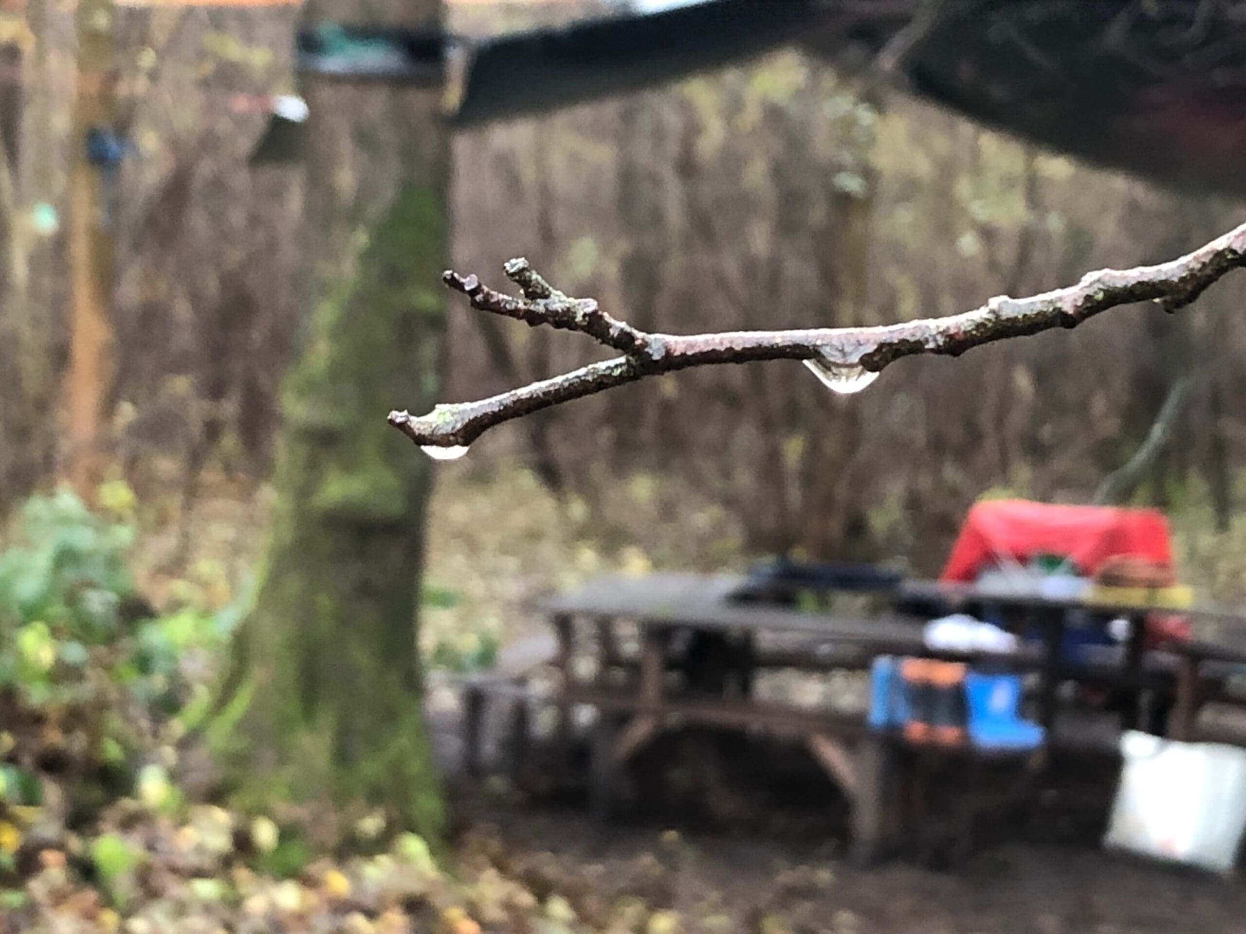 Schneebedeckter Ast