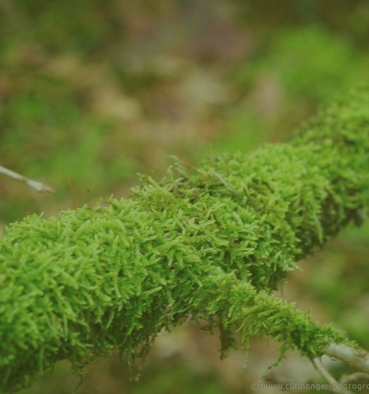 Platzhalter Moos-Bild